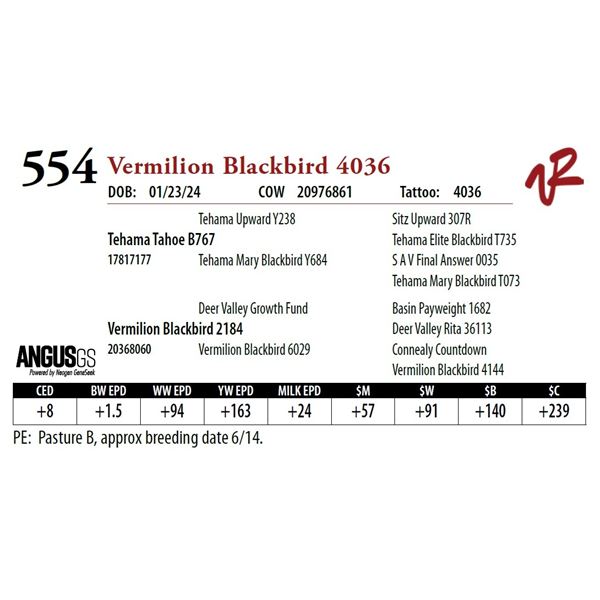 VERMILION BLACKBIRD 4036