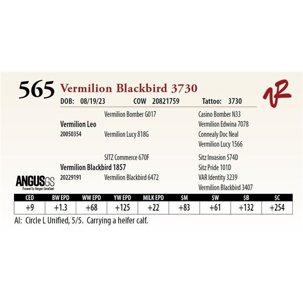 VERMILION BLACKBIRD 3730