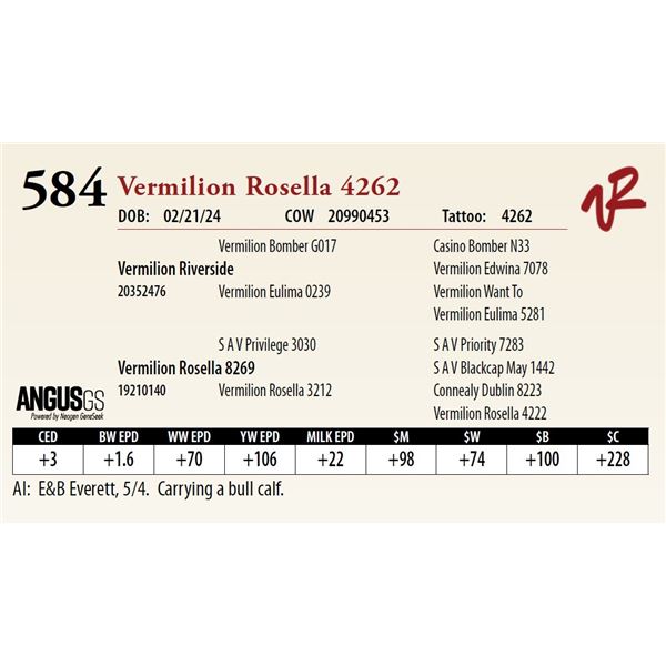 VERMILION ROSELLA 4262