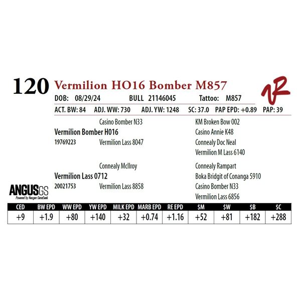 VERMILION H016 BOMBER M857