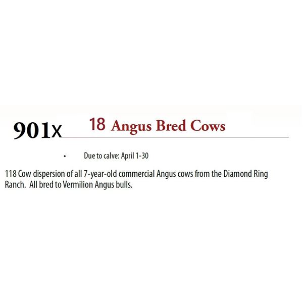 18 Broken Mouth Diamond Ring Cows