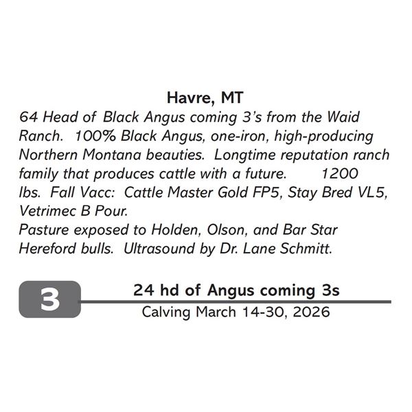 24 hd of Angus coming 3s