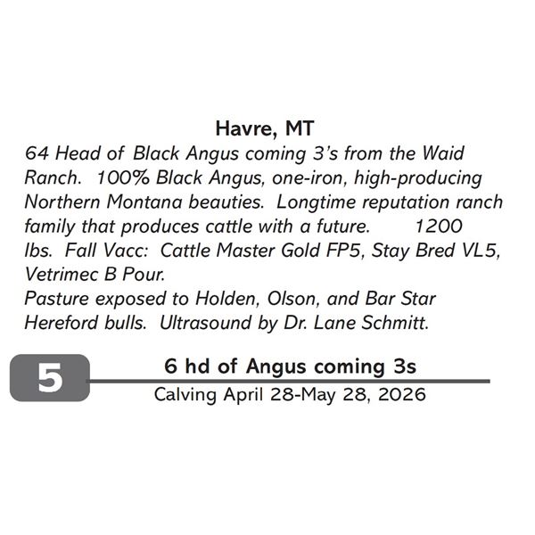 6 hd of Angus coming 3s