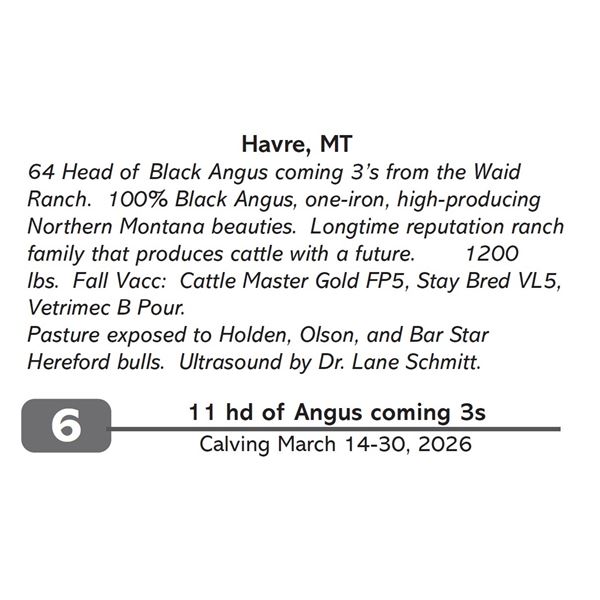 11 hd of Angus coming 3s