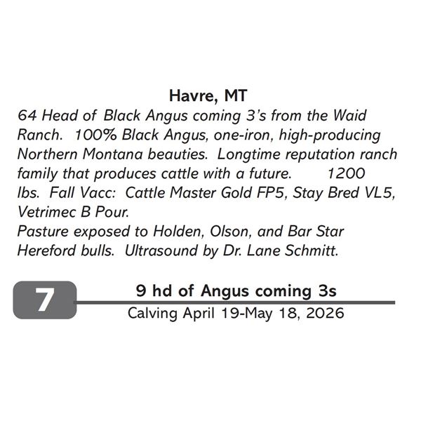 9 hd of Angus coming 3s