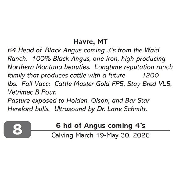 6 hd of Angus coming 4’s
