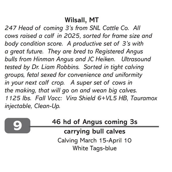46 hd of Angus coming 3s