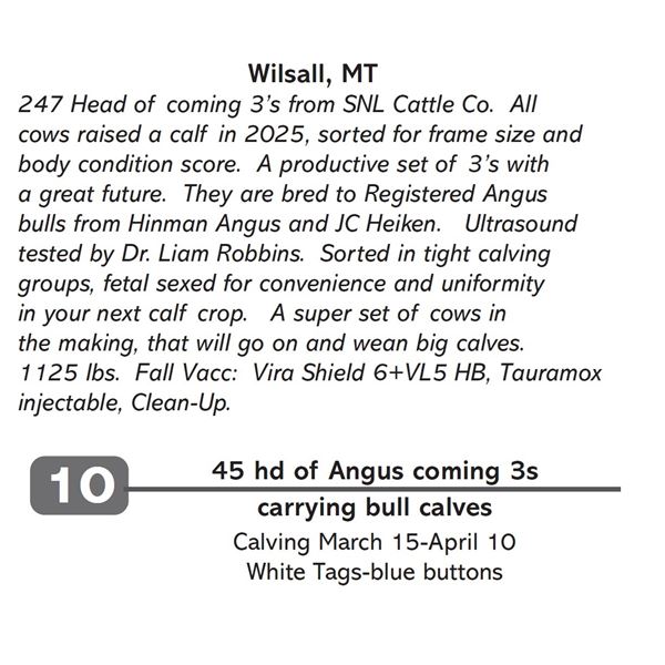 45 hd of Angus coming 3s