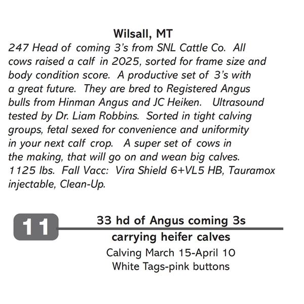 33 hd of Angus coming 3s