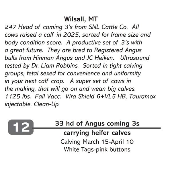 33 hd of Angus coming 3s