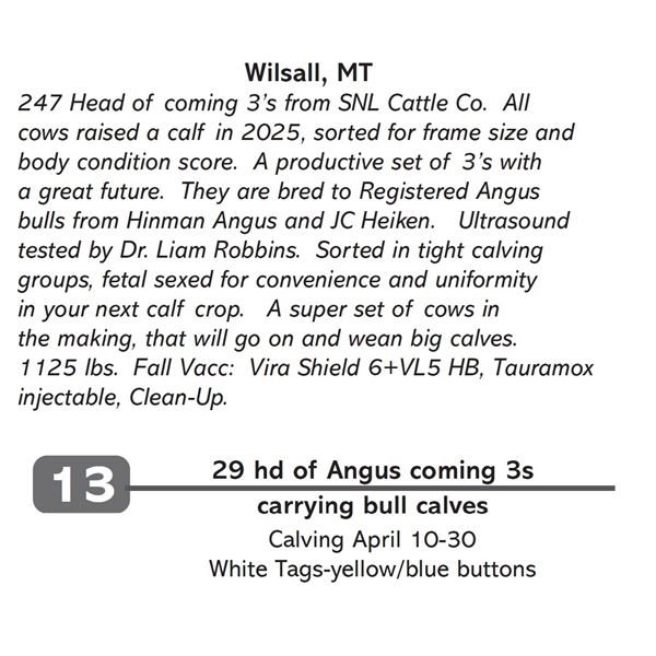 29 hd of Angus coming 3s