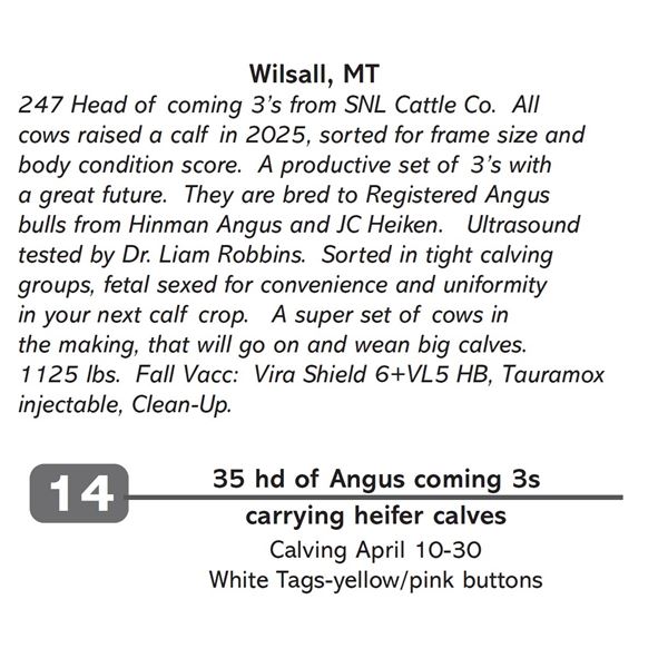 35 hd of Angus coming 3s