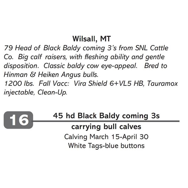 45 hd Black Baldy coming 3s