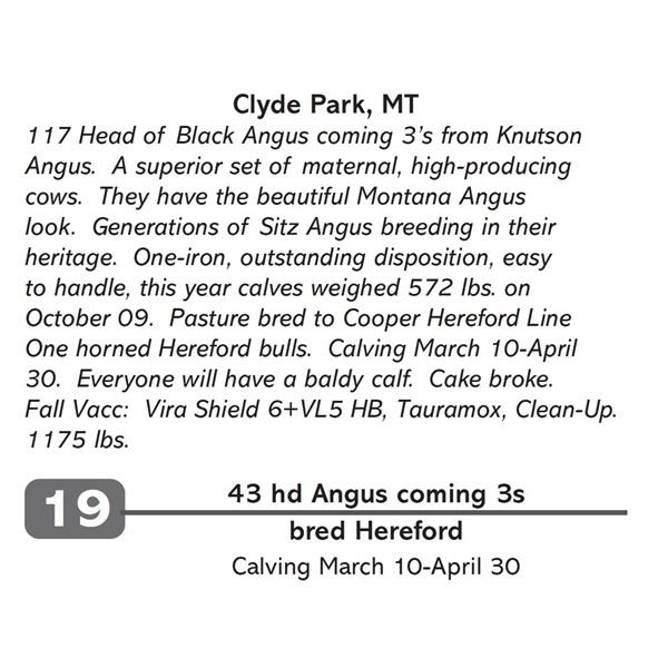 43 hd Angus coming 3s