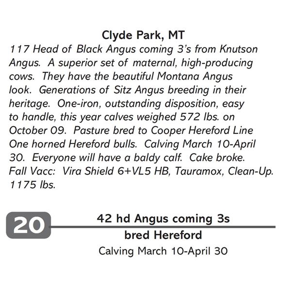 42 hd Angus coming 3s