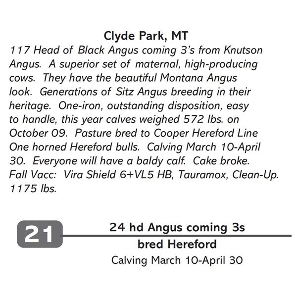 24 hd Angus coming 3s