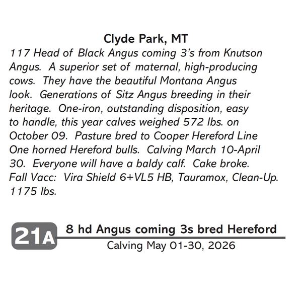 8 hd Angus coming 3s bred Hereford