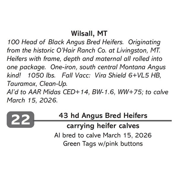43 hd Angus Bred Heifers