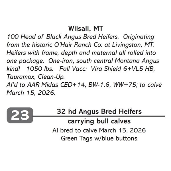 32 hd Angus Bred Heifers