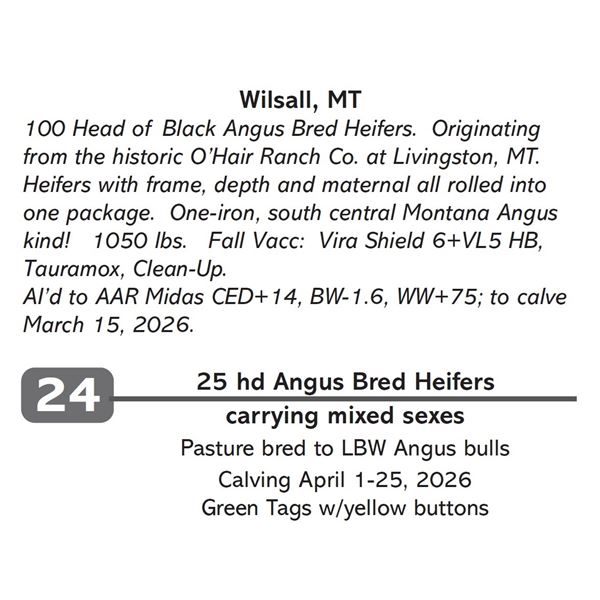 25 hd Angus Bred Heifers