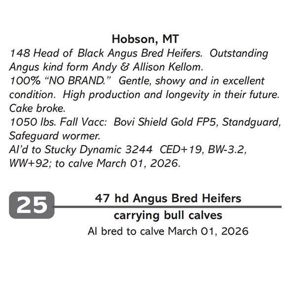 47 hd Angus Bred Heifers