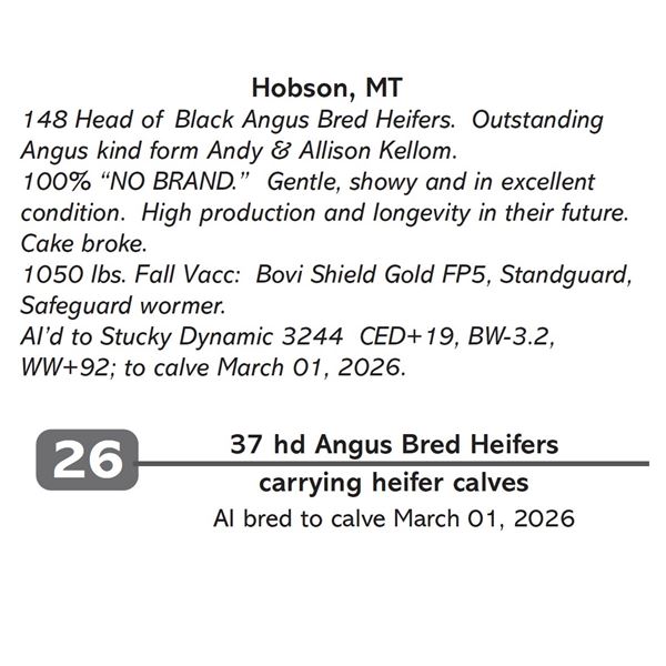 37 hd Angus Bred Heifers