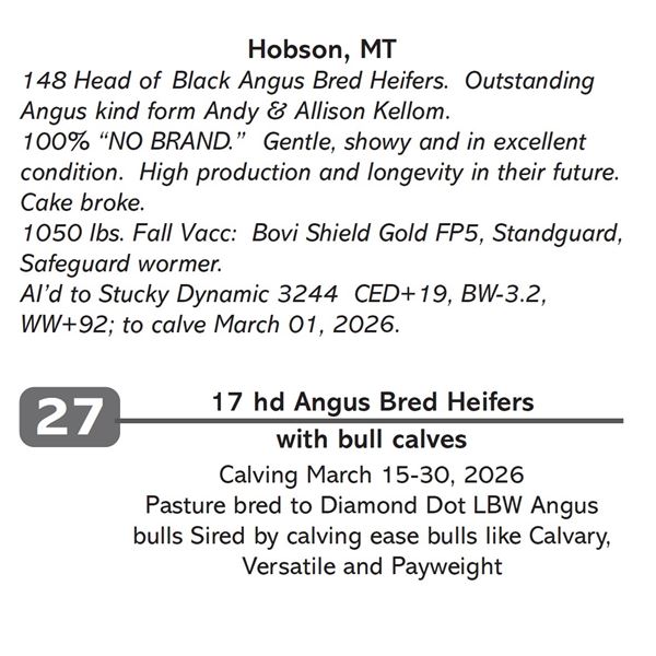 17 hd Angus Bred Heifers