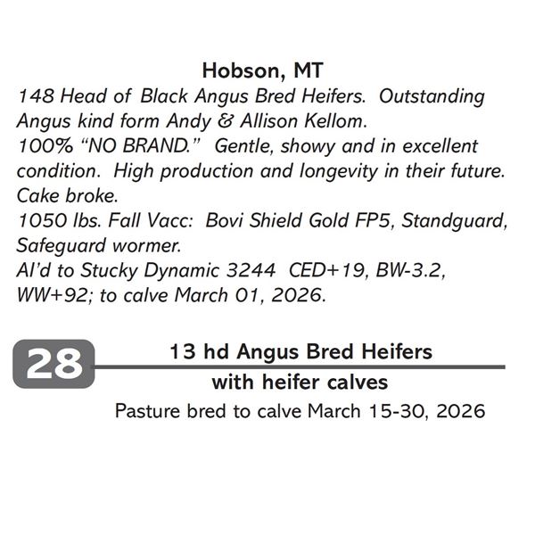13 hd Angus Bred Heifers
