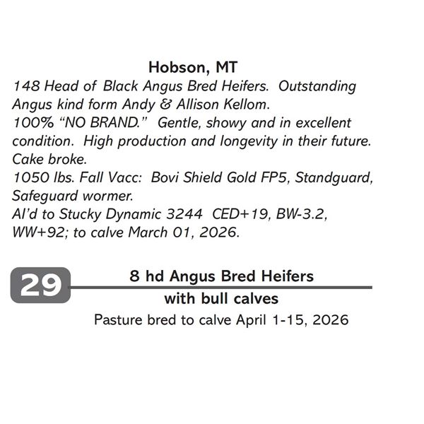 8 hd Angus Bred Heifers