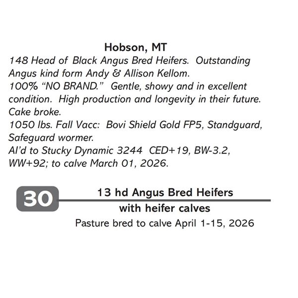 13 hd Angus Bred Heifers