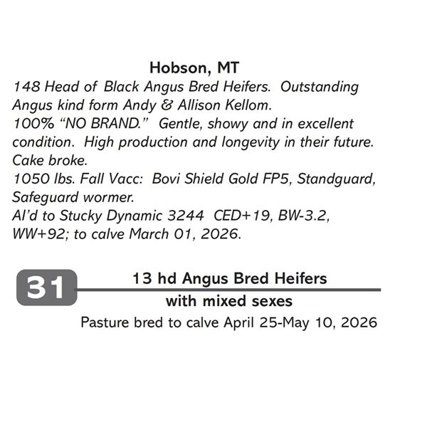 13 hd Angus Bred Heifers