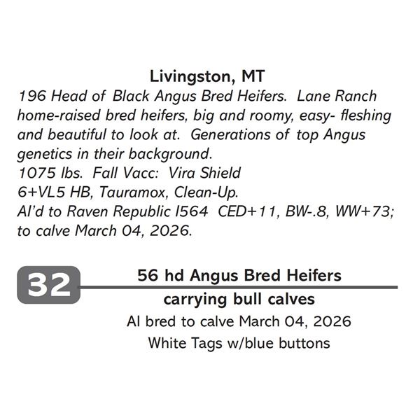 56 hd Angus Bred Heifers