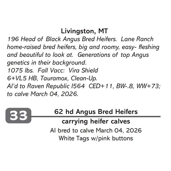 62 hd Angus Bred Heifers
