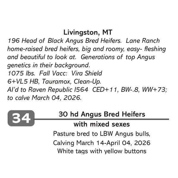 30 hd Angus Bred Heifers