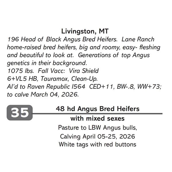 48 hd Angus Bred Heifers