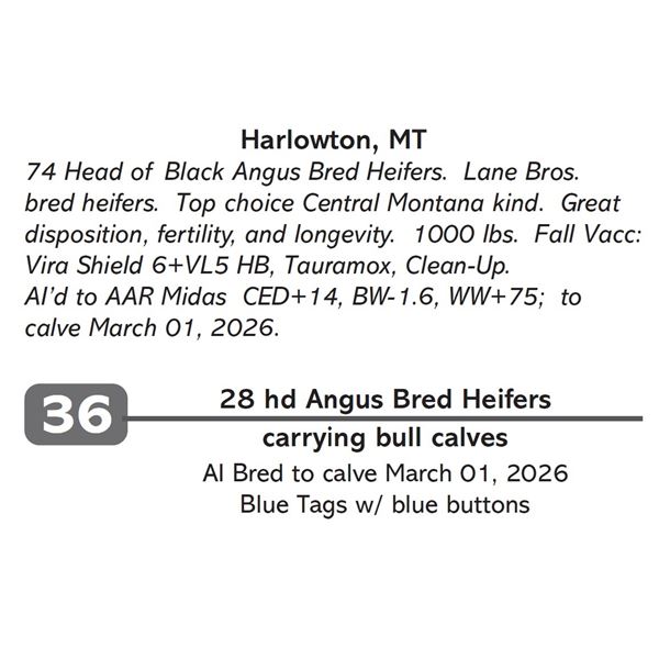 28 hd Angus Bred Heifers