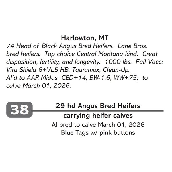29 hd Angus Bred Heifers