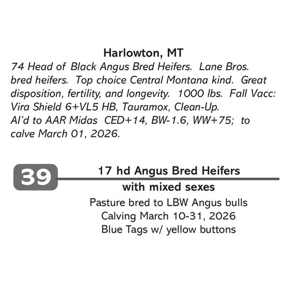 17 hd Angus Bred Heifers