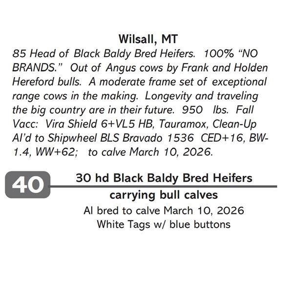 30 hd Black Baldy Bred Heifers