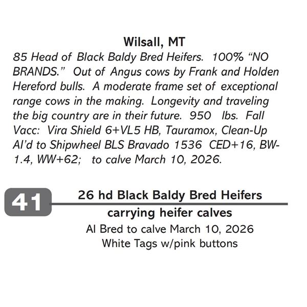 26 hd Black Baldy Bred Heifers
