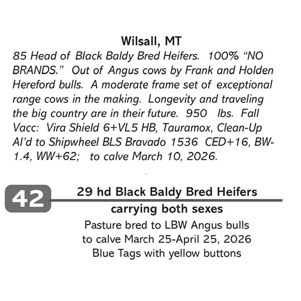 29 hd Black Baldy Bred Heifers