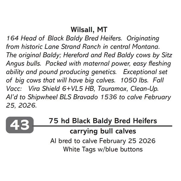 75 hd Black Baldy Bred Heifers