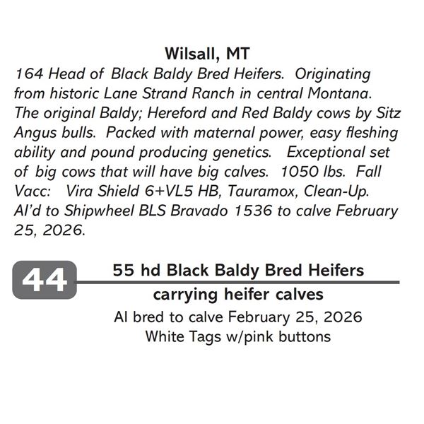 55 hd Black Baldy Bred Heifers