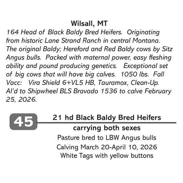 21 hd Black Baldy Bred Heifers