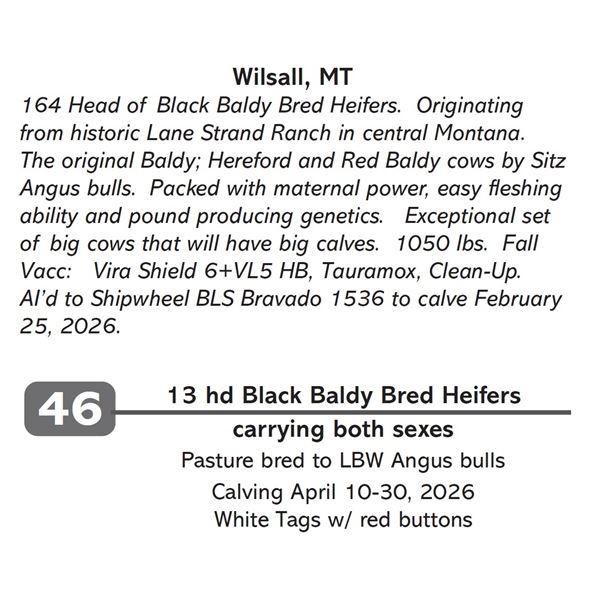 13 hd Black Baldy Bred Heifers