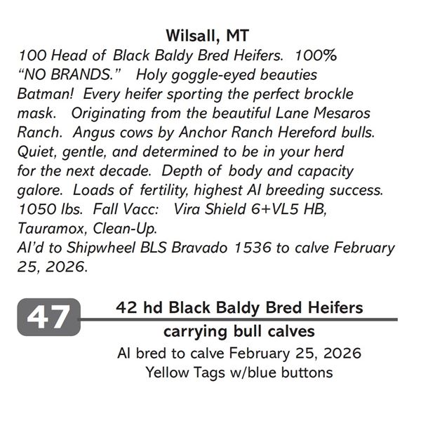 42 hd Black Baldy Bred Heifers