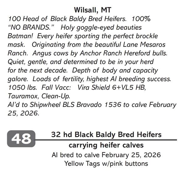 32 hd Black Baldy Bred Heifers