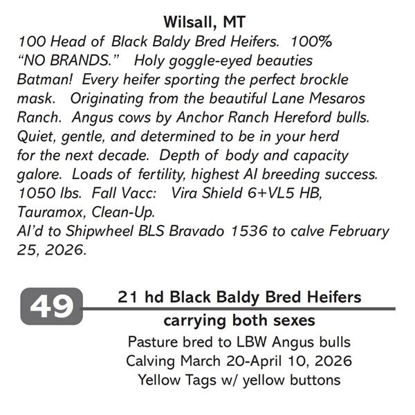 21 hd Black Baldy Bred Heifers