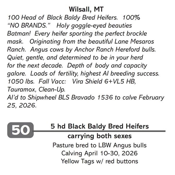 5 hd Black Baldy Bred Heifers