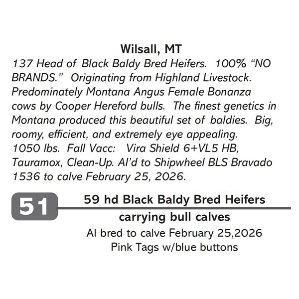 59 hd Black Baldy Bred Heifers